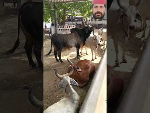 Desi Bull and Cows 😱🦬#desi #bull #cows #village