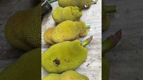 Desi Pure Village Jackfruits #fruits #jackfruit #desi #villagelife #shorts