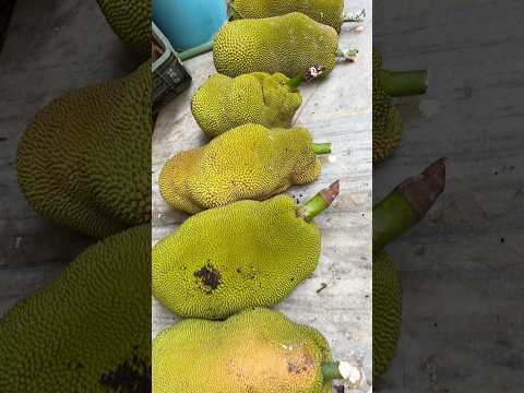 Desi Pure Village Jackfruits #fruits #jackfruit #desi #villagelife #shorts