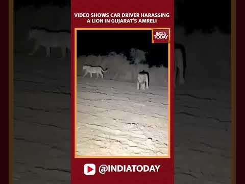 Viral Video Shows Car Driver Harassing A Lion In Gujarat’s Amreli #shorts