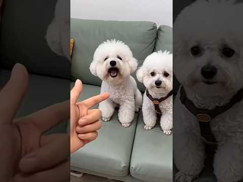 Smart dog 🐶🐕#papaanewton#pets#Lifeisbutadream#comedi#design #desi #denc#funny