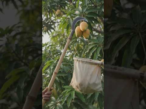 आम तोड़ने का साधारण देसी जुगाड़👍💯 #mango #harvesting #simple #desi #jugaad #viral
