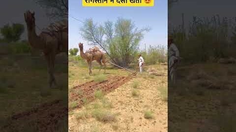 रेगिस्तान में देसी खेती 😍 #desi #kisan #viral #facebook #reel #shorts