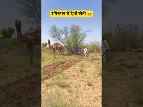 रेगिस्तान में देसी खेती 😍 #desi #kisan #viral #facebook #reel #shorts
