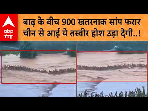 China 900 Cobras Escape: एक तो बाढ़, ऊपर से 900 सांप फरार! चीन से आई ये तस्वीर होश उड़ा देगी!|