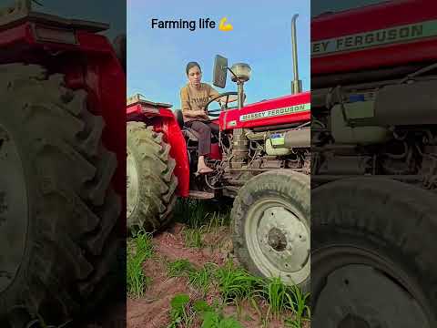 tejaji ki kripa 🙏 #farming #khatibadi #ganvkilifestyle #ytshorts#tejaji #desi @Guddichangalvlog