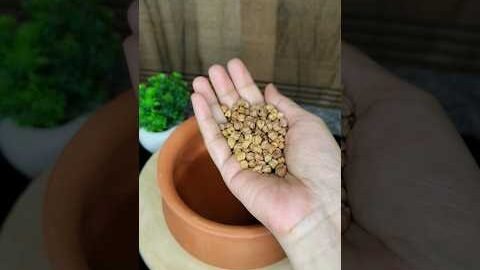 Power of Desi Diet For Weakness #dryfruits #fitness #healthtips