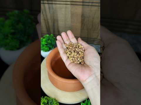 Power of Desi Diet For Weakness #dryfruits #fitness #healthtips