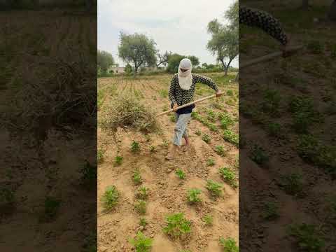 Desi girl ❤️💫😍 #rajasthani  #marwadi #desi # #viralreel #trendingsong #trendingshorts #viralvideo