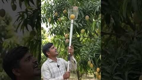 🌳 आम तोड़ने का देसी जुगाड़ | Amazing Desi Mango Picking Hack 🥭 #shorts #viral #mango