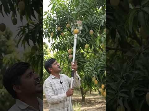 🌳 आम तोड़ने का देसी जुगाड़ | Amazing Desi Mango Picking Hack 🥭 #shorts #viral #mango