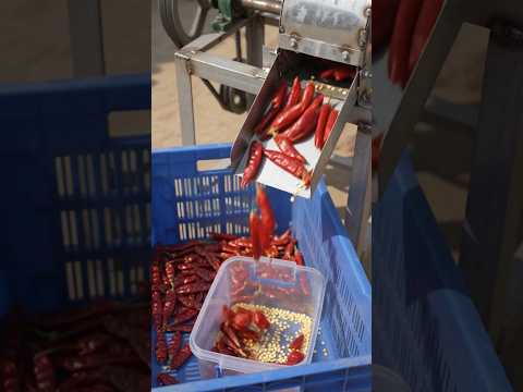 🌶️ Mirchi ke Beej Nikaalne Ka Desi Jugaad 😱🔥 | Chilli Seed Collector Machine