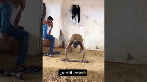 कर्म की प्राप्ती मेहनत से मिलती है#desi🤼#workout 💪🏼#गुरूजी🫡🙏🏽#athlete 🏃♂️#akhadaworkout