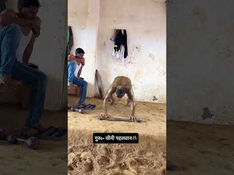 कर्म की प्राप्ती मेहनत से मिलती है#desi🤼#workout 💪🏼#गुरूजी🫡🙏🏽#athlete 🏃‍♂️#akhadaworkout