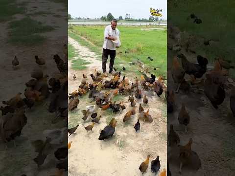 Organic Desi Murgi Eggs Farming #panipat #desieggs #eggs #haryana #shorts