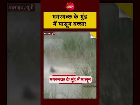 Crocodile Attack Viral Video Bahraich | मगरमच्छ के मुंह में मासूम बच्चा! #shorts #viral #upnews