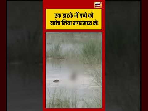 Viral Video | एक झटके में बच्चे को दबोच लिया मगरमच्छ ने! #shorts #viralvideo #viralnews