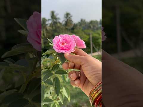 #ఈ రోజు శుభోదయం ఇలా మొదలయింది #desi #paneer #rose #plants #pink #flowers #goodmorning #shorts