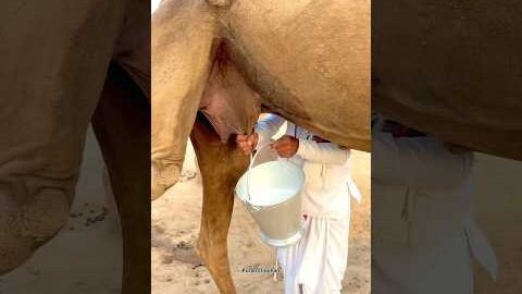 गाँव की सुबह ऊँठनी का ताजा दूध 🥰 #desi #funny #milk #villagelife #monsoon #morning #trending #food