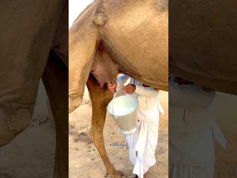 गाँव की सुबह ऊँठनी का ताजा दूध 🥰 #desi #funny #milk #villagelife #monsoon #morning #trending #food