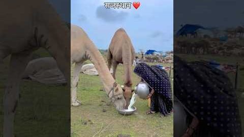 राजस्थान ❤️#youtubeshorts #shorts #camel #rajasthan #marwadi #desi #trending #short #viral