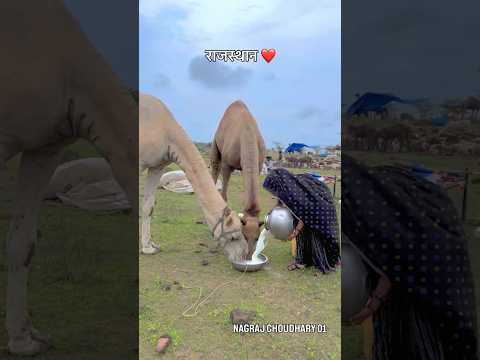 राजस्थान ❤️#youtubeshorts #shorts #camel #rajasthan #marwadi #desi #trending #short #viral