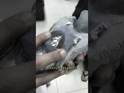 🔥🌿 Unbelievable Drug Smuggling Techniques by Cartels! 😱💣 #CriminalMinds #DrugWar