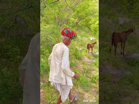 राजस्थान के लोग भेड़ बकरी पालन 😍 #desi #life #rajasthan #rajasthani #village #facts #shorts