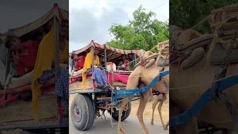 थार का घुम्मकड़ जीवन 🥰 #villagelife #desi #rajasthani #funny #ghummakad #camel #travel #foryou #fyp