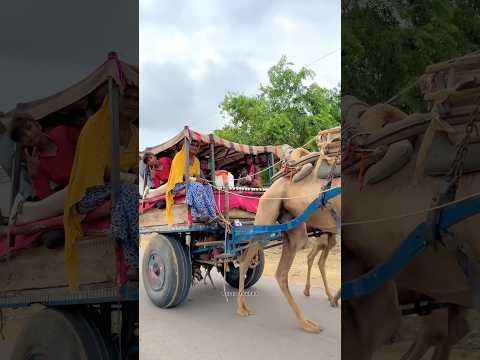 थार का घुम्मकड़ जीवन 🥰 #villagelife #desi #rajasthani #funny #ghummakad #camel #travel #foryou #fyp