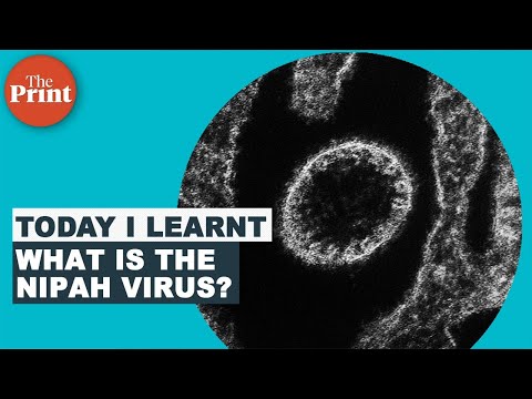 What is Nipah virus — the infection re-detected in Kerala