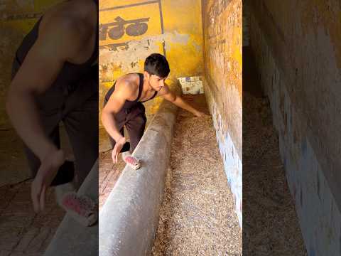 Bath 🧼. enjoy desi life and work. #new #cow #baffalo #murraha #animals #desi #desi