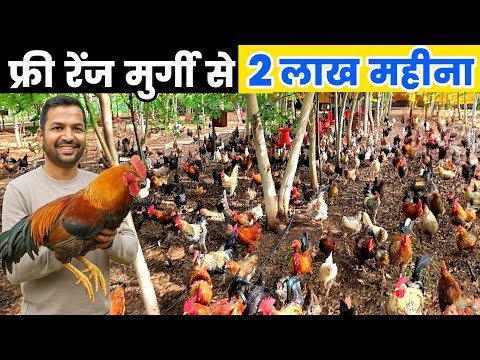 ऐसा मुर्गियों का जंगल नहीं देखा होगा | Free Range Desi Poultry Farm