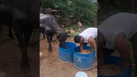desi balek gama ke #video #virel #shortvideo #desi #ytshorts #parmesh singh