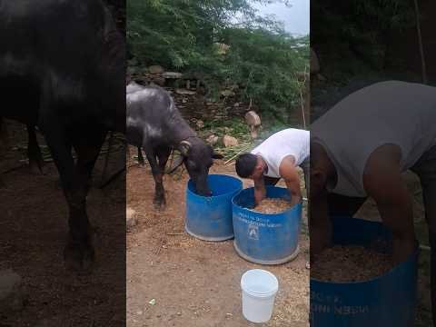desi balek gama ke #video #virel #shortvideo #desi #ytshorts #parmesh singh
