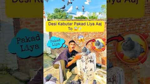 Desi Kabutar Pakad Liya 😍#pets #minivlog #youtubeshorts #ytshorts #shortvideo #trending #like 🕊️