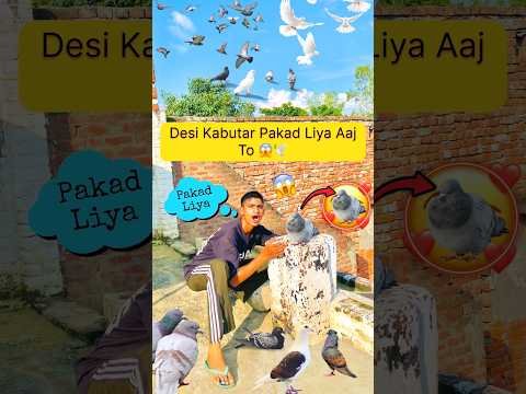 Desi Kabutar Pakad Liya 😍#pets #minivlog #youtubeshorts #ytshorts #shortvideo #trending #like 🕊️
