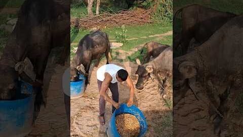 desi balek gama ke #video #virel #shortvideo #desi #ytshorts