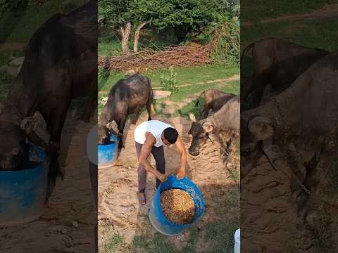 desi balek gama ke #video #virel #shortvideo #desi #ytshorts