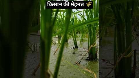 किसान की मेहनत 🌾🥺 #farming #farmer #dhan #villagelife #desi #farmlife #indianvillagelife
