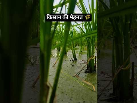 किसान की मेहनत 🌾🥺 #farming #farmer #dhan #villagelife #desi #farmlife #indianvillagelife