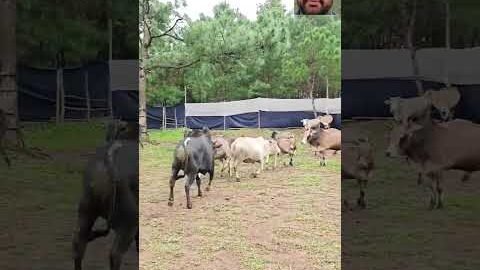 Pure Desi Bull 😱🦬#desi #bull #cattle #village