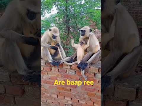 #monkey comedy #viral #video #youtube #bandra #funny #comedy #trendingshorts #full #cute