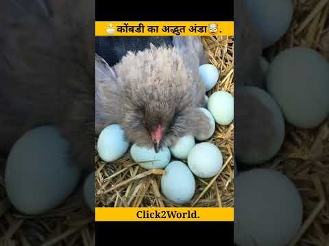 🐣कोंबडी का अद्भुत अंडा🤯#shorts #shortvideo #viral #youtubeshorts #blueegg