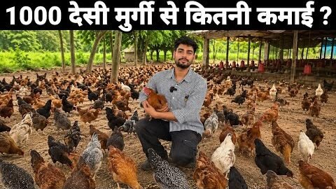 मात्र 1000 देसी मुर्गी से कितनी कमाई ? 🐔| Free Range Desi Poultry Farming 💁 #desimurgipalan
