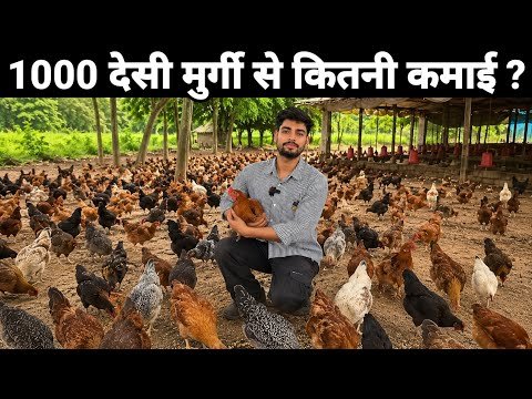 मात्र 1000 देसी मुर्गी से कितनी कमाई ? 🐔| Free Range Desi Poultry Farming 💁 #desimurgipalan