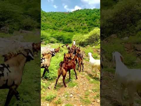 गांव के ग्वालो की दिनचर्या 🥰#viral #trending #youtubeshorts #ytstudio #desi