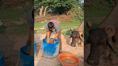 desi balek gama ke #video #virel #shortsvideo #desi #youtubeshorts