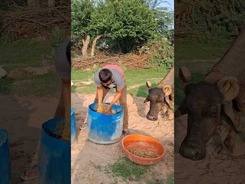 desi balek gama ke #video #virel #shortsvideo #desi #youtubeshorts