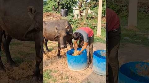 desi balek gama ke #video #virel #shortvideo #desi #ytshorts